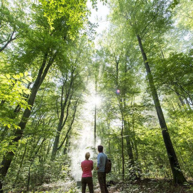 Forêt de Compiègne