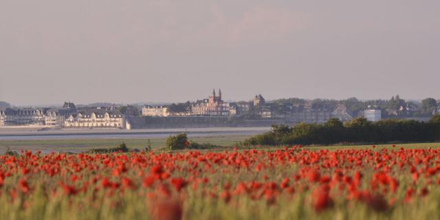 Le Crotoy, Champs de coquelicots