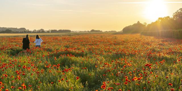 Baie de Somme, Saint-Valery-sur-Somme, Pendé