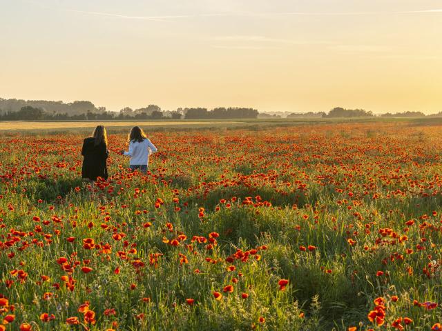 Baie de Somme, Saint-Valery-sur-Somme, Pendé